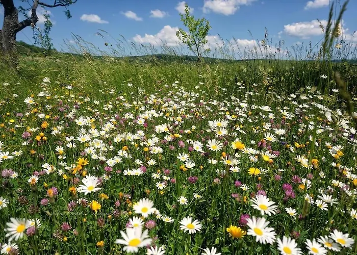 Апартаменты Biofarma Kaska